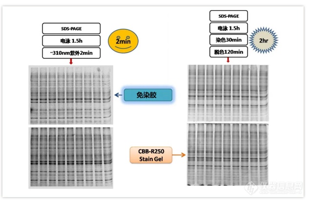 新品推荐|艾普拜Western Blot全流程解决方案来喽