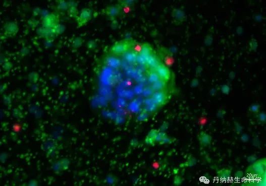 前沿聚焦，开创未来-丹纳赫生命科学联合精科医学成功举办类器官培养与成像分析技术高级培训班