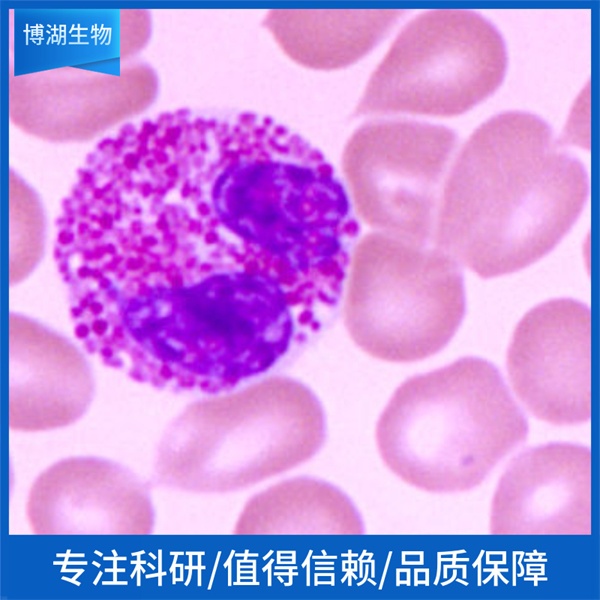 IEC-6大鼠小肠隐窝上皮细胞