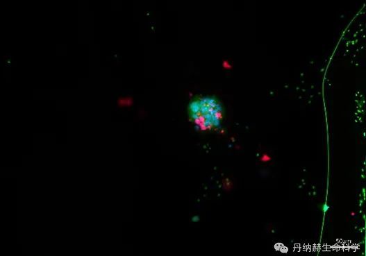 前沿聚焦，开创未来-丹纳赫生命科学联合精科医学成功举办类器官培养与成像分析技术高级培训班