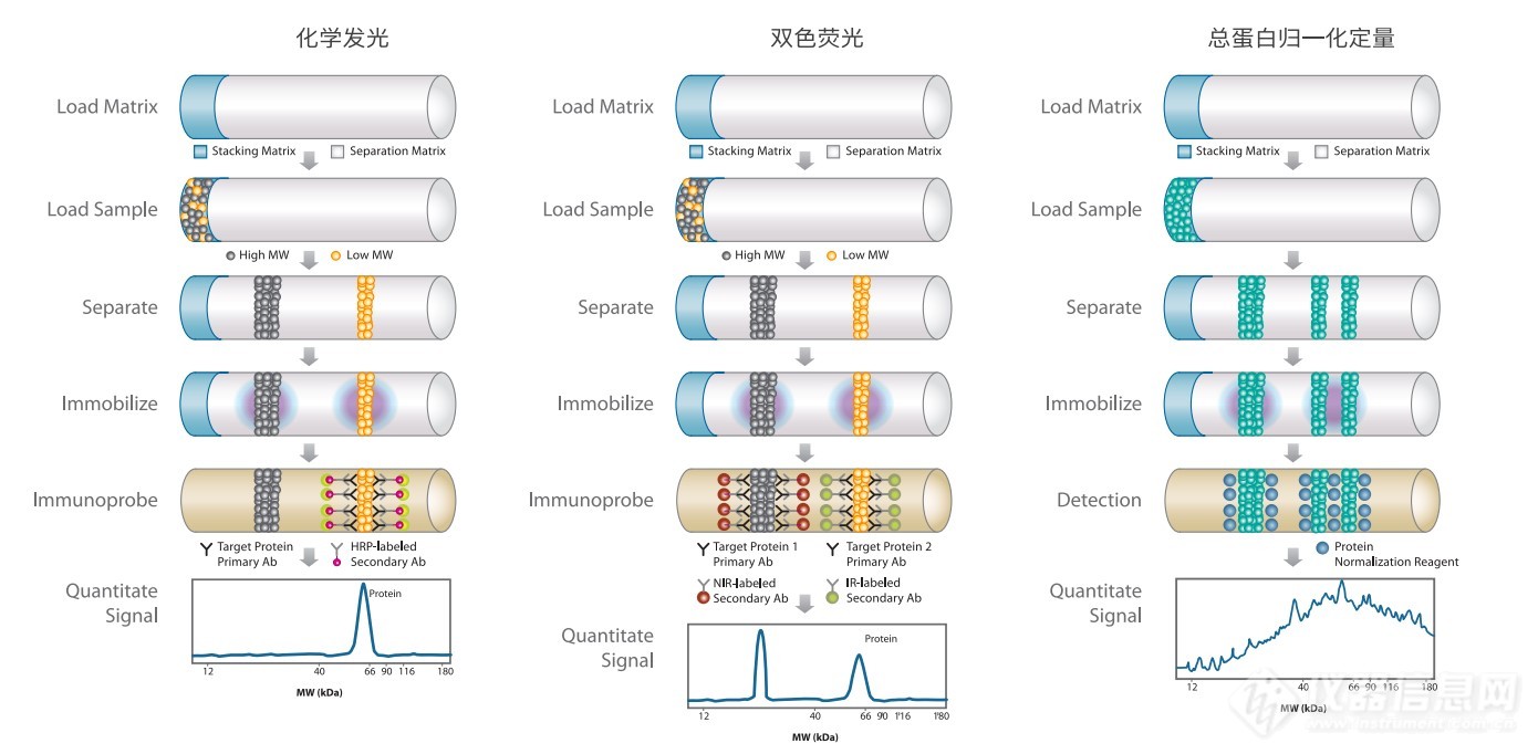 Jess多功能全自动蛋白质表达定量分析系统Jess多功能全自动蛋白质表达定量分析系统