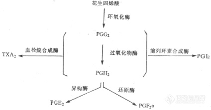 前列腺素的合成与生理功能