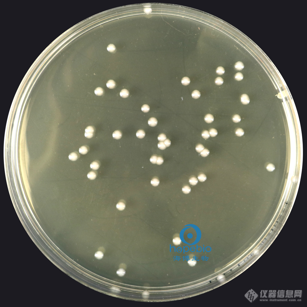 大肠埃希氏菌  无色透明大菌落