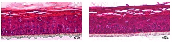 原来还可以用这种方法代替动物实验！？