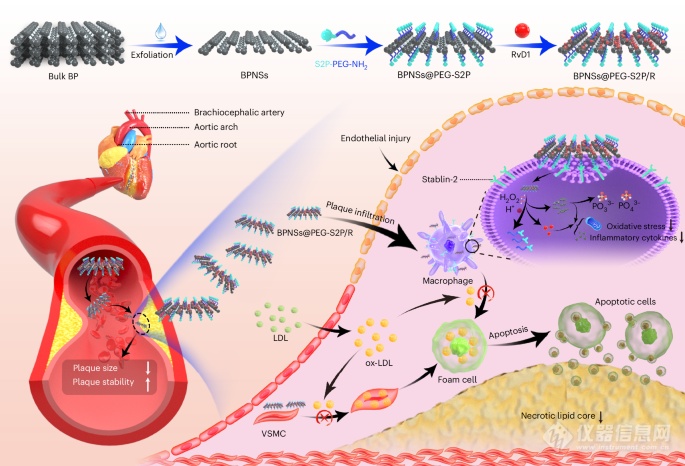 仪器表征，科学家开发新型纳米药物，用于治疗动脉粥样硬化！