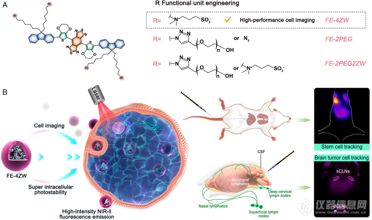 高性能细胞标记近红外二区NIR-II染料用于体内细胞追踪
