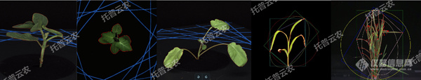 盆栽植物二维数字表型采集分析系统.jpg