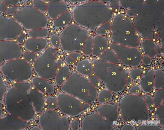 血管生成实验数据怎么分析，这些秘诀您都知道么？
