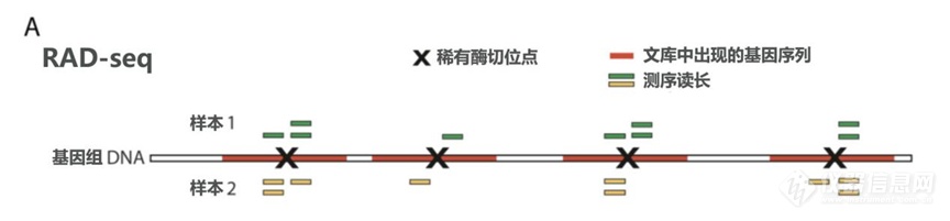 全自动DNA片段回收系统助力ddRAD-Seq测序进行大规模种群遗传多样性研究