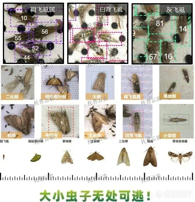 托普云农智能虫情测报灯再夺全国病虫害识别冠军