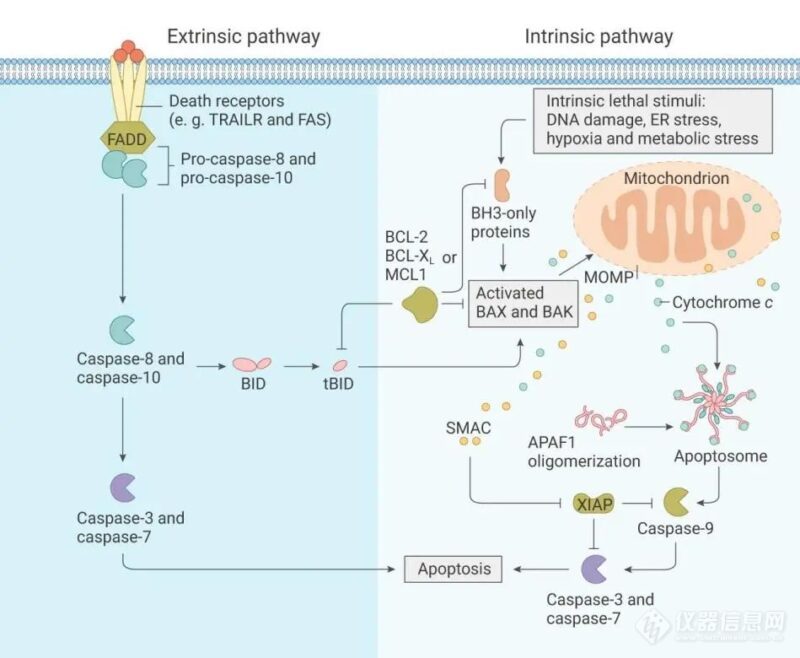 细胞凋亡信号途径