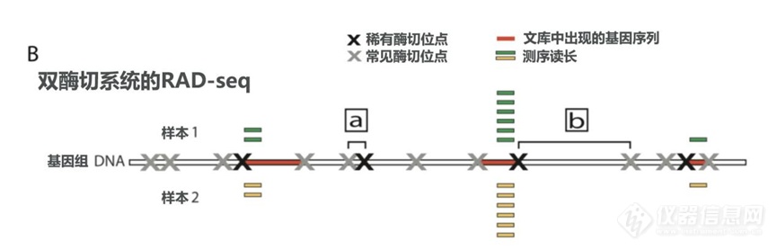 全自动DNA片段回收系统助力ddRAD-Seq测序进行大规模种群遗传多样性研究