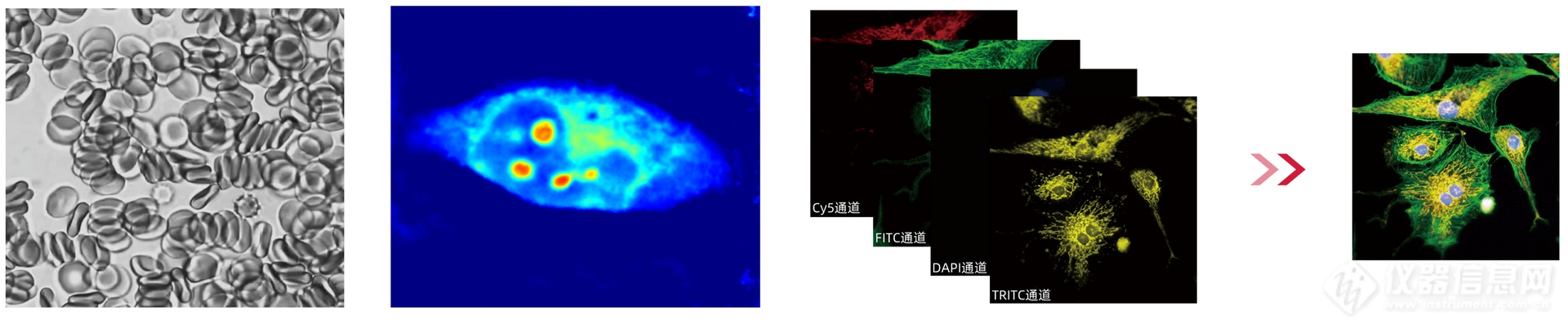 新技术：NHQ无标记高内涵成像技术，为细胞分析解锁全新物理参数