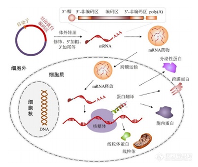 IPHASE/汇智和源 mRNA药物体外代谢研究解决方案