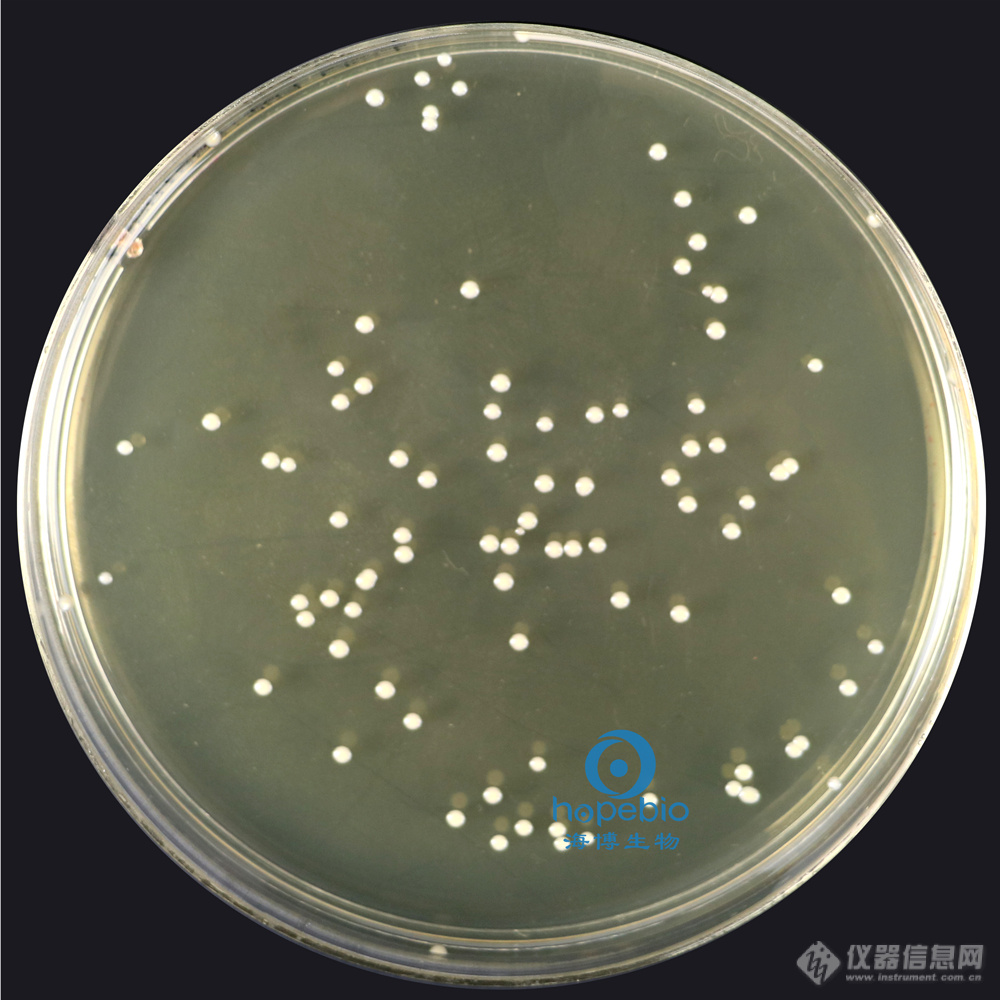 金黄色葡萄球菌  有黄色色素