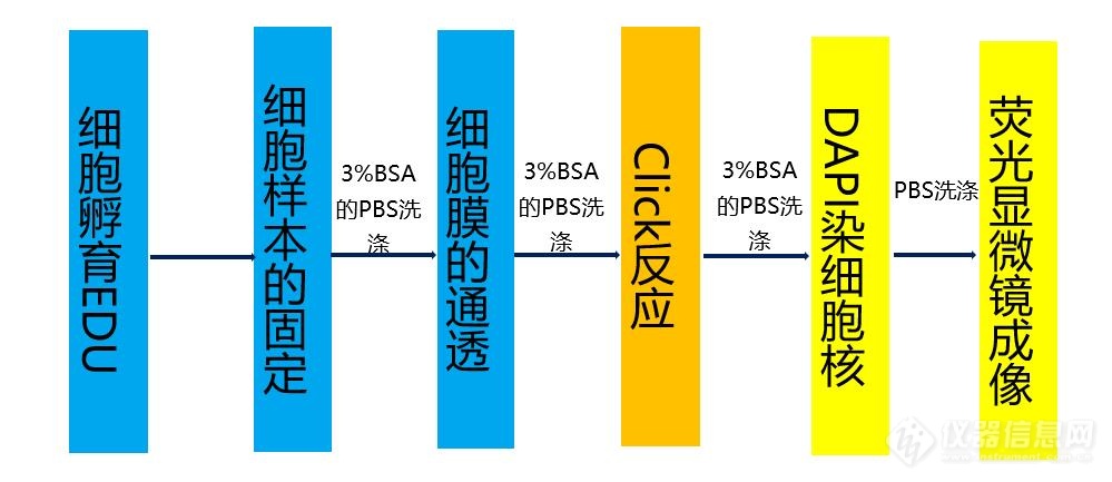 细胞增殖之单一细胞增殖精准追踪者-EDU试剂盒