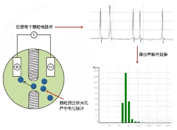 纳米粒度仪（粒径+浓度+电位）