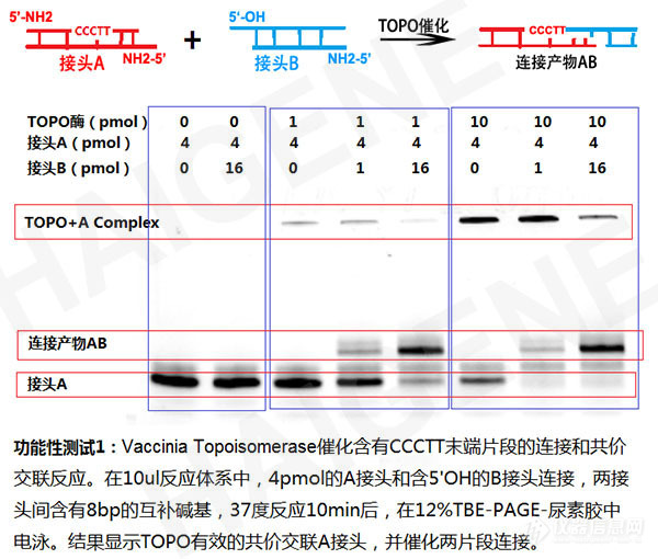 TOPO酶示例图
