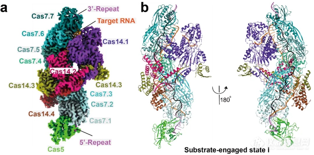 登顶Nature正刊！日本电子冷冻电镜助力国内研究团队揭示新型CRISPR-Cas