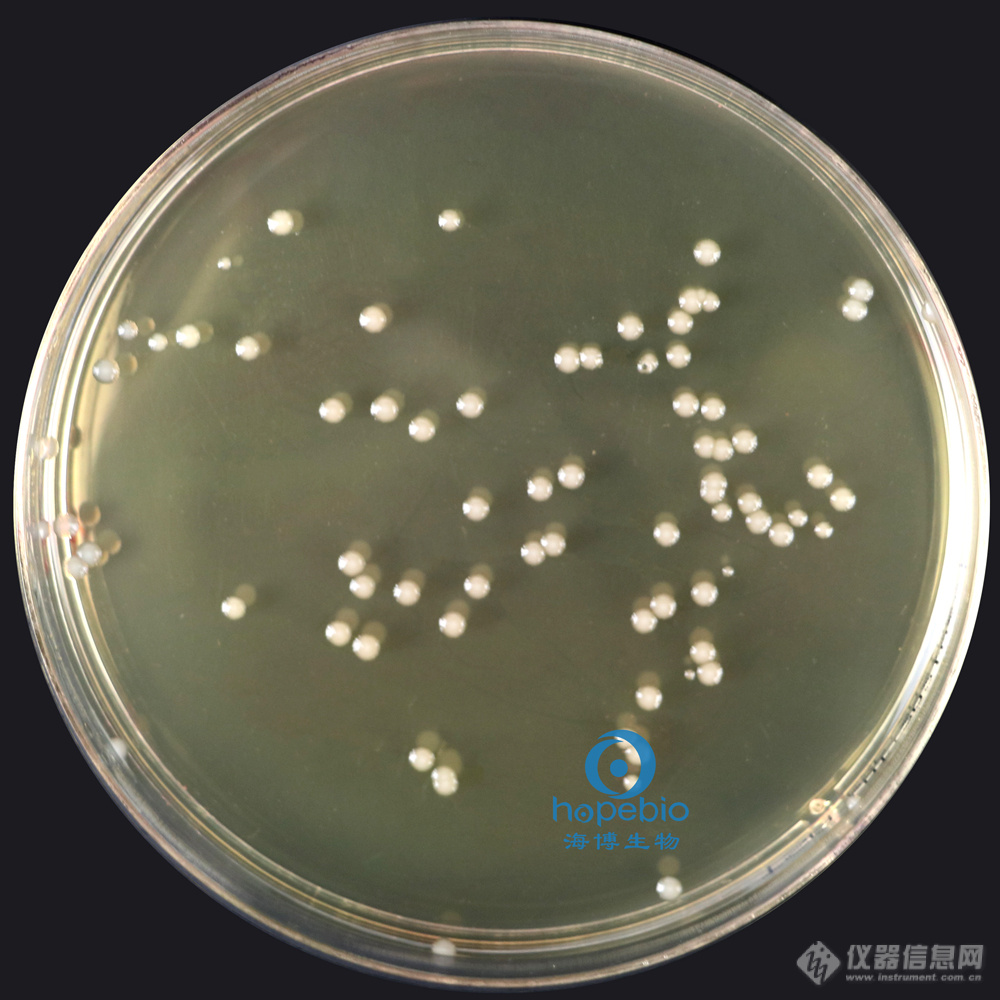 鼠伤寒沙门氏菌  无色大菌落