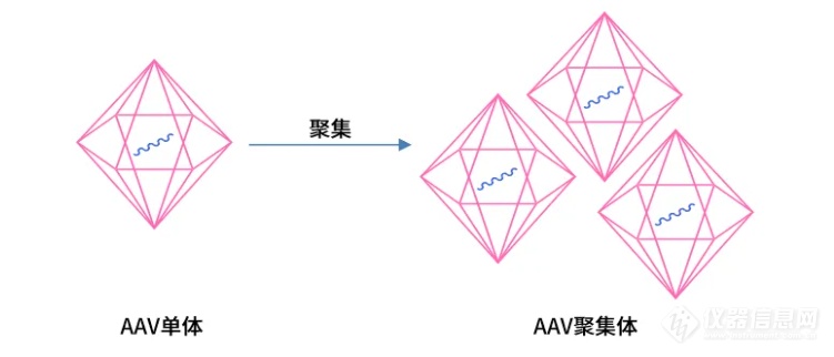 DNACore AAV-SEC色谱柱上市啦！AAV聚体分析利器！