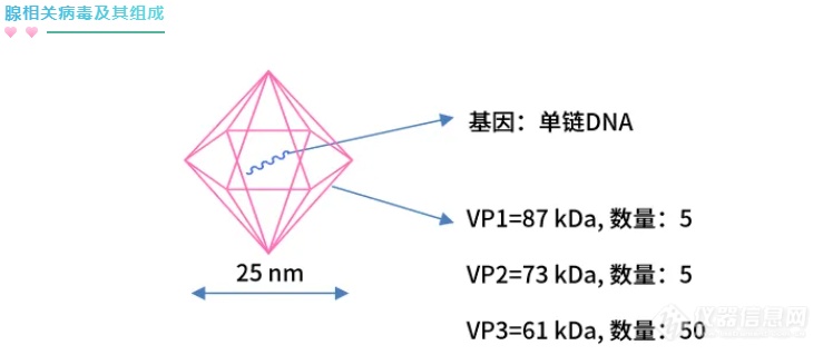 DNACore AAV-SEC色谱柱上市啦！AAV聚体分析利器！