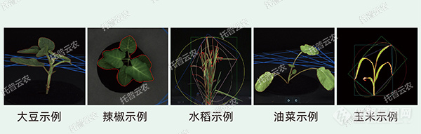 托普云农高通量植物表型采集分析平台全新上线！