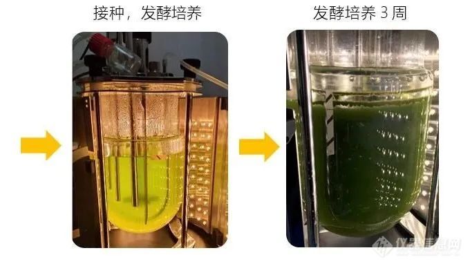 生物燃料研究的理想选择——光照发酵罐