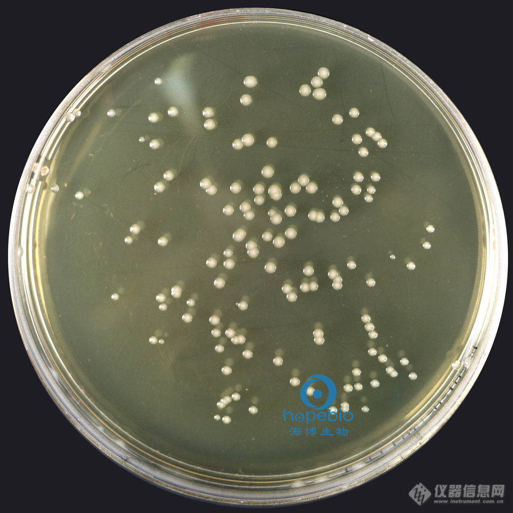 铜绿假单胞菌  有绿色色素