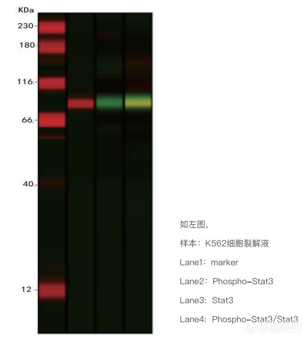 Jess多功能全自动蛋白质表达定量分析系统