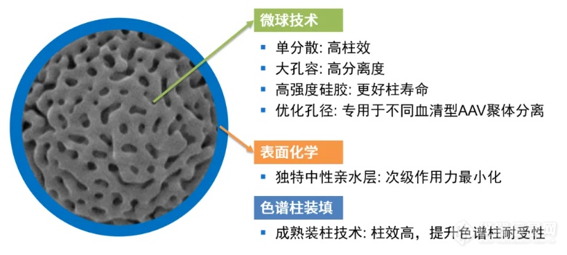 DNACore AAV-SEC色谱柱上市啦！AAV聚体分析利器！