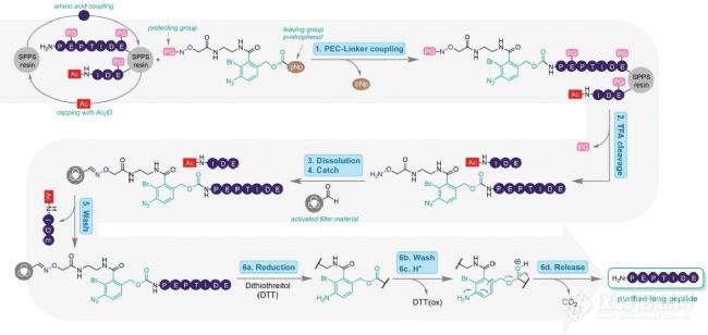 新抗原肽合成和纯化一体化解决方案