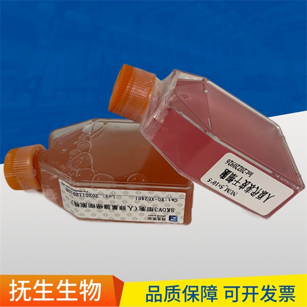 Capan-2人胰腺导管腺癌细胞