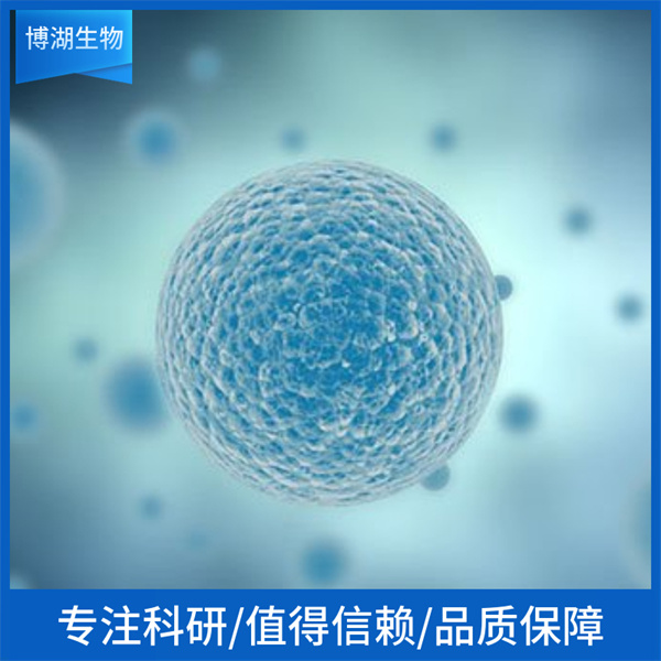 CLS-54人肺腺癌细胞