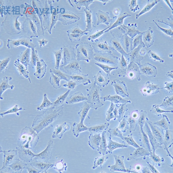 人输卵管平滑肌细胞