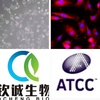 BT549+GFP+LUC 人乳腺癌细胞 QCH766GL