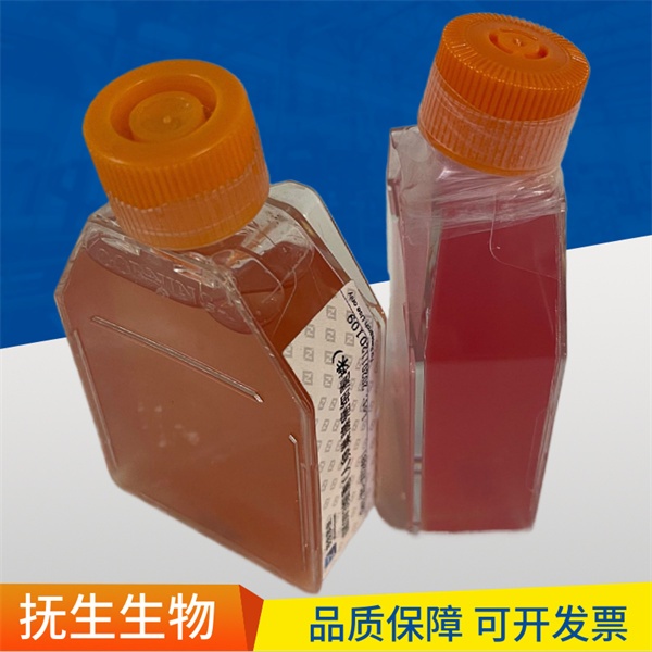 RERF-LC-Ad2人非小细胞肺癌细胞