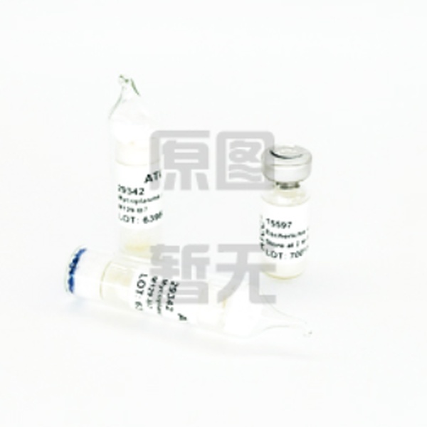 瑞士乳杆菌  Lactobacillus helveticus 