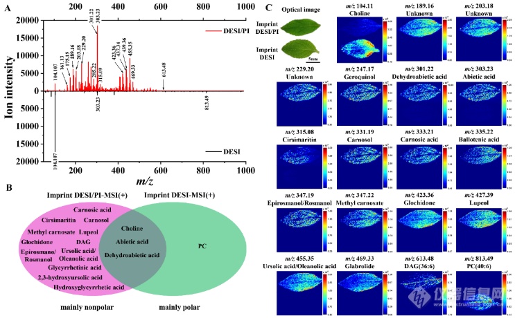 PIDESI 相较无后电离可获得鼠尾草中更多种类代谢物成像结果