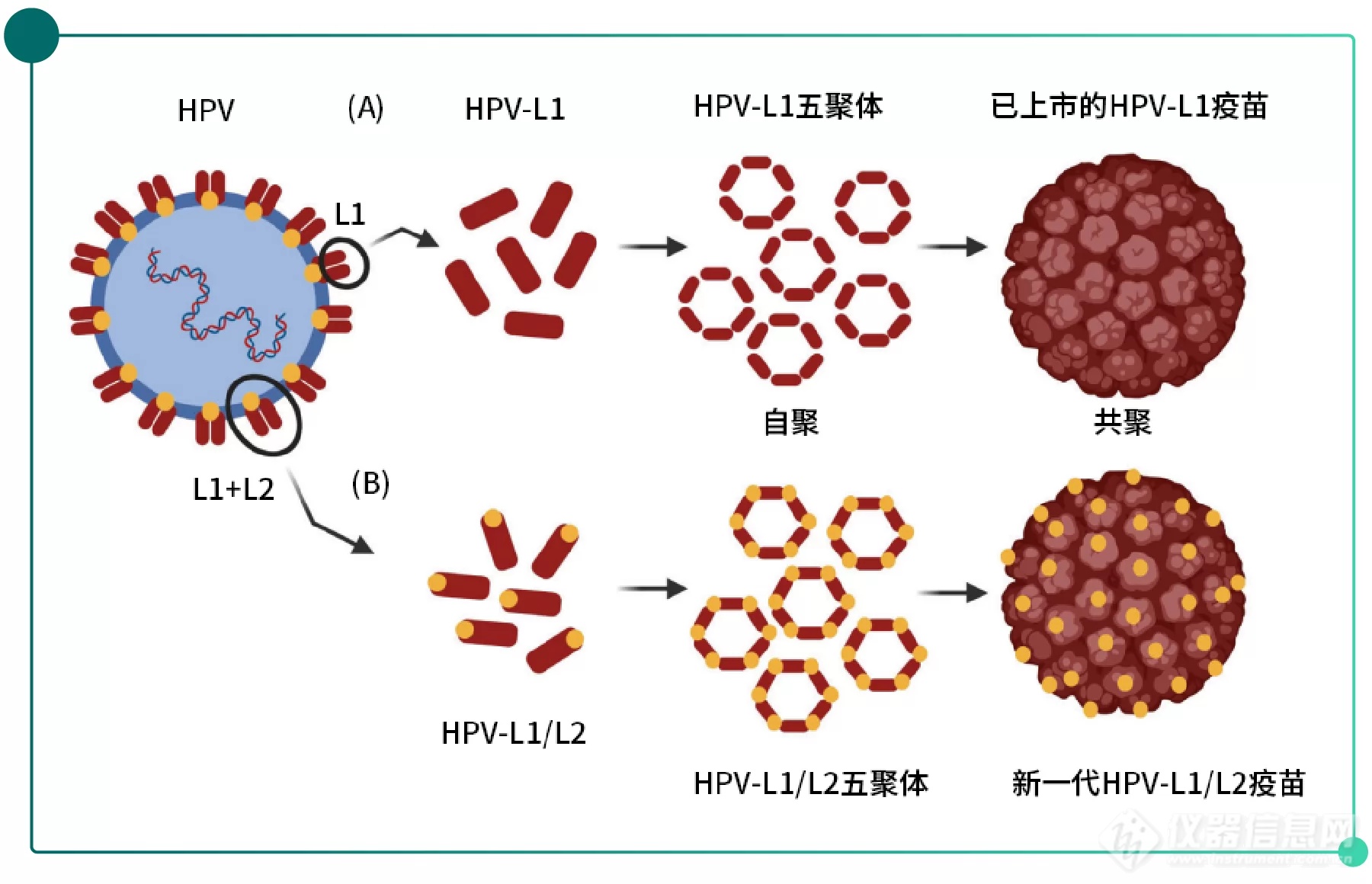 VLPs-6