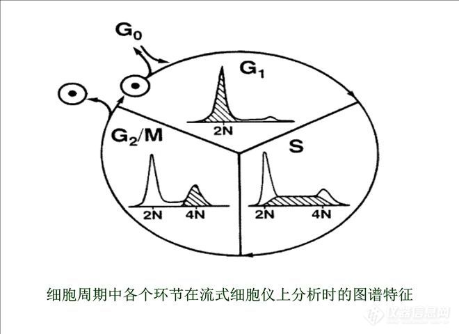 细胞周期中各个环节在流式细胞仪上分析时的图谱特征