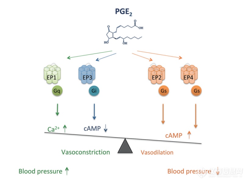 PGE2参与代谢过程