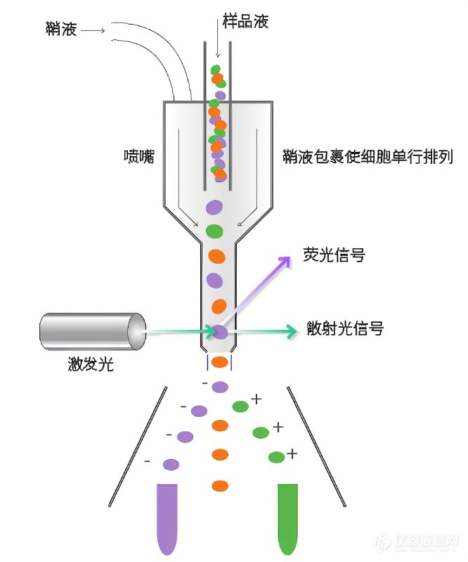 细胞分选