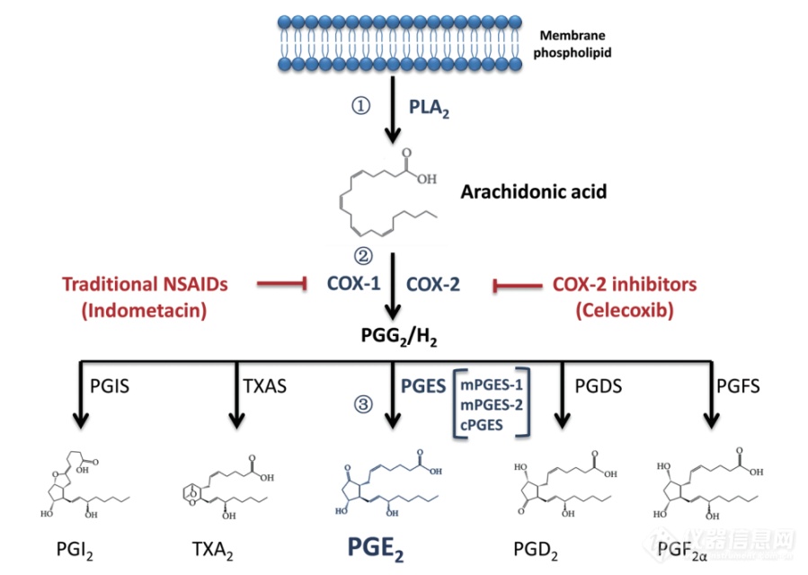 PGE2的合成途径及信号途径