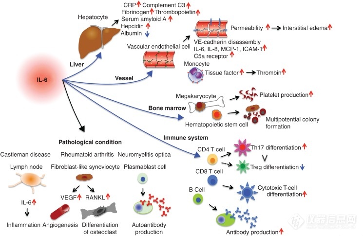 IL6的生物学功能