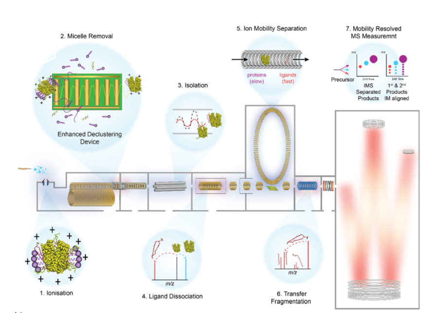 离子淌度质谱全新功能：实现非变性膜蛋白复合物的Top-Down分析