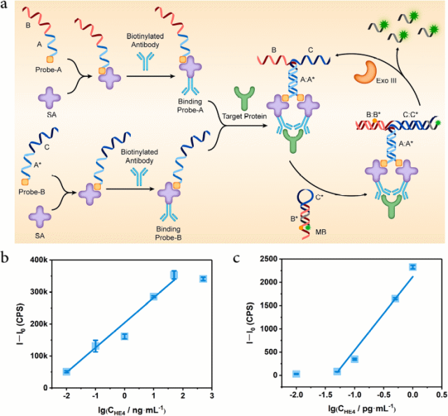 广东岭南师范大学周国华课题组实现高灵敏度的蛋白质检测，Microchemical Journal | 用户成果速递