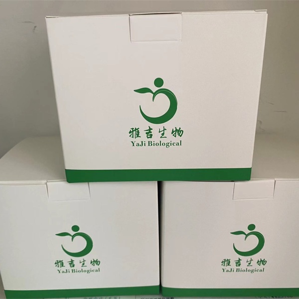 长双歧杆菌染料法荧光定量PCR试剂盒Bifidobacterium longum