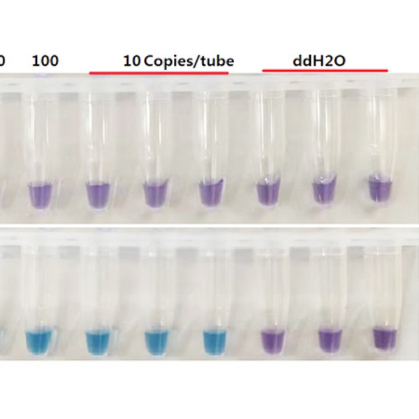 双歧杆菌属染料法荧光定量PCR试剂盒Bifidobacterium spp