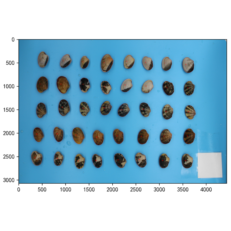海产贝类壳色(颜色)和外观无损检测分析系统PhenoAI